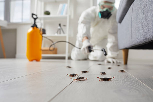 Affordable Termite Control solutions in Coalgate, OK